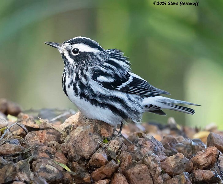 _B237863 black and white warbler.jpg